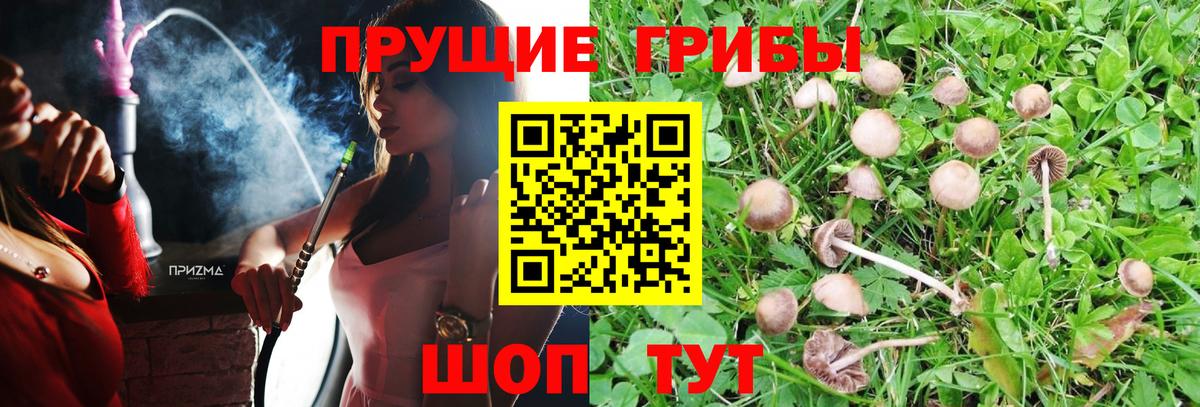 Кизилюрт  Псилоцибиновые грибы Magic Shrooms  Вход с VPN 